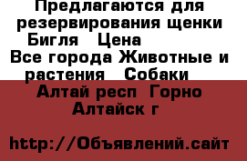 Предлагаются для резервирования щенки Бигля › Цена ­ 40 000 - Все города Животные и растения » Собаки   . Алтай респ.,Горно-Алтайск г.